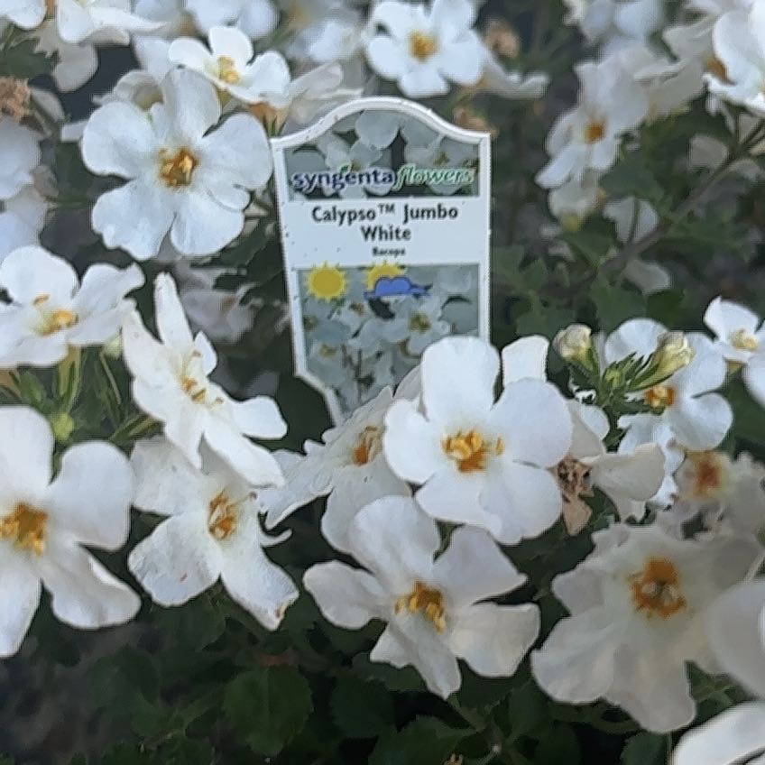 Photo of the plant species Calypso Jumbo White Bacopa by @RelaxedSquash75 named McKinley on Greg, the plant care app