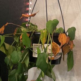 Photo of the plant species Epipremnum by @DollBalsamfir28 named Aphrodite on Greg, the plant care app