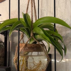 Photo of the plant species 'Himalaya' Spider Plant by @DollBalsamfir28 named Escher on Greg, the plant care app