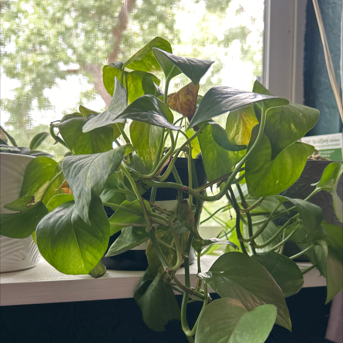 Photo of the plant species Epipremnum by @DollsBabyBreath named Aphrodite on Greg, the plant care app
