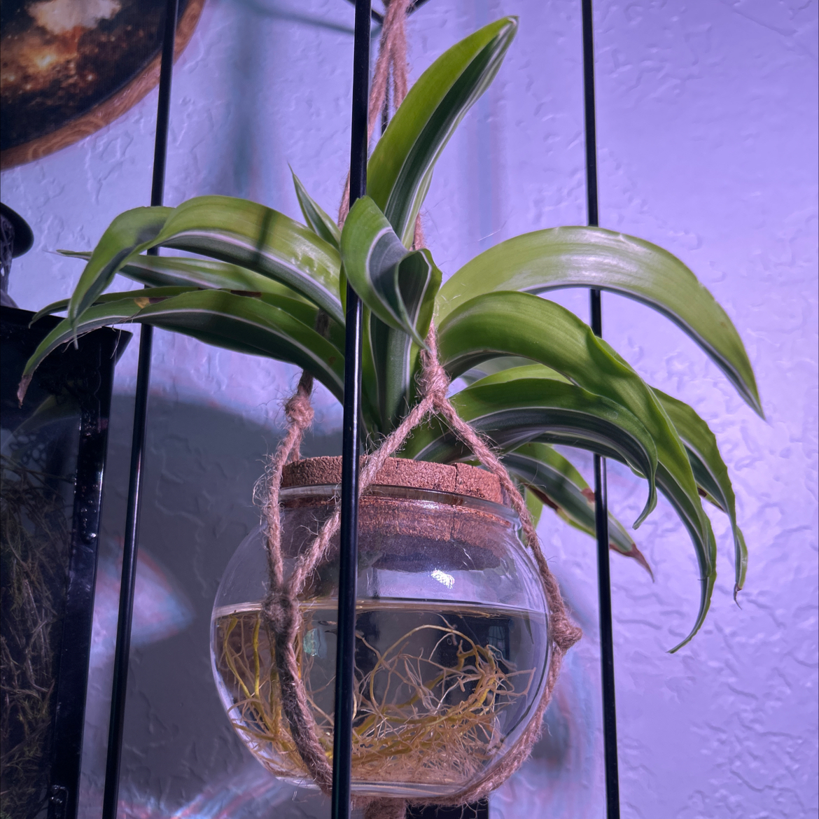 Photo of the plant species 'Himalaya' Spider Plant by @DollsBabyBreath named Escher on Greg, the plant care app