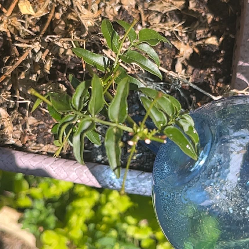 Photo of the plant species Wonga Wonga Vine by @EntirelyRose65 named Beyonce on Greg, the plant care app