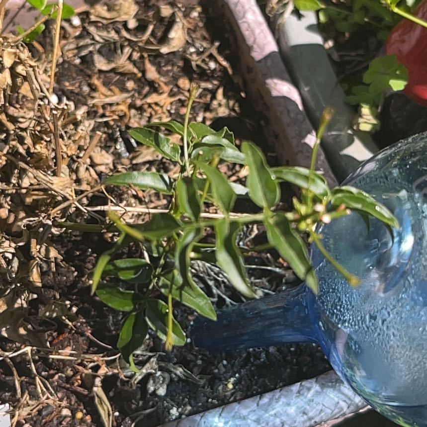 Photo of the plant species Pink Jasmine by @EntirelyRose65 named Marilyn on Greg, the plant care app