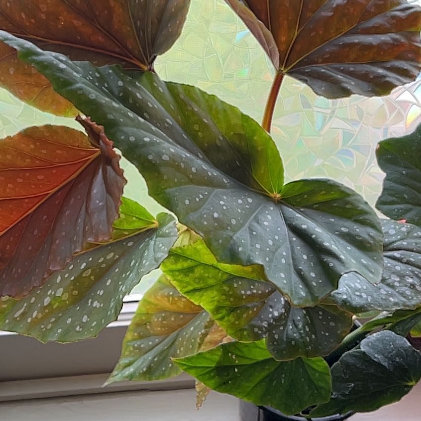 Photo of the plant species Sophia by @SpicyLentil28 named Cosmo on Greg, the plant care app