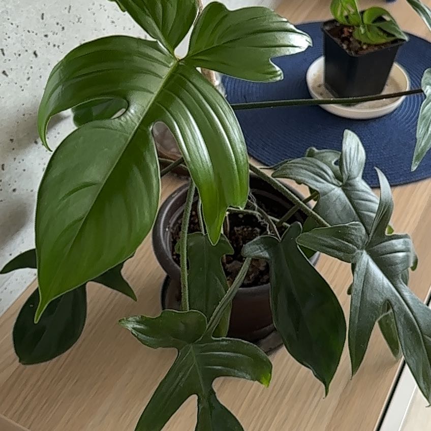 Photo of the plant species Florida green by @WinEdelweiss88 named Filodendron Florida Green on Greg, the plant care app