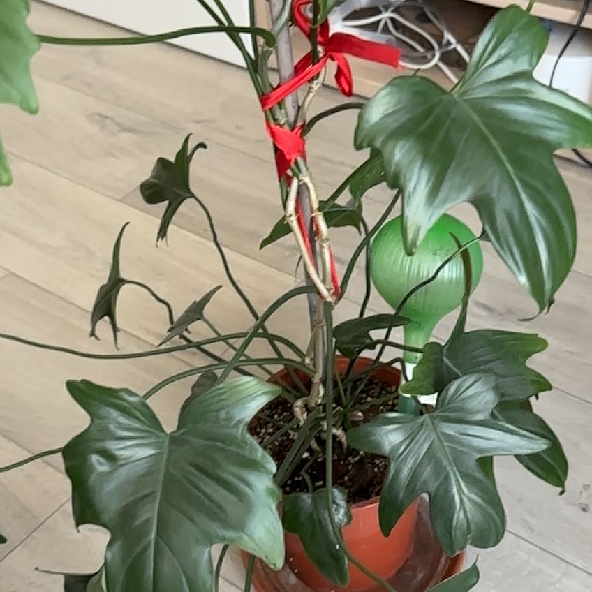 Photo of the plant species Hairy Philodendron by @WinEdelweiss88 named Filodendron on Greg, the plant care app