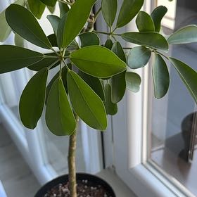 Photo of the plant species Variegated Dwarf Umbrella by @WinEdelweiss88 named Stella on Greg, the plant care app