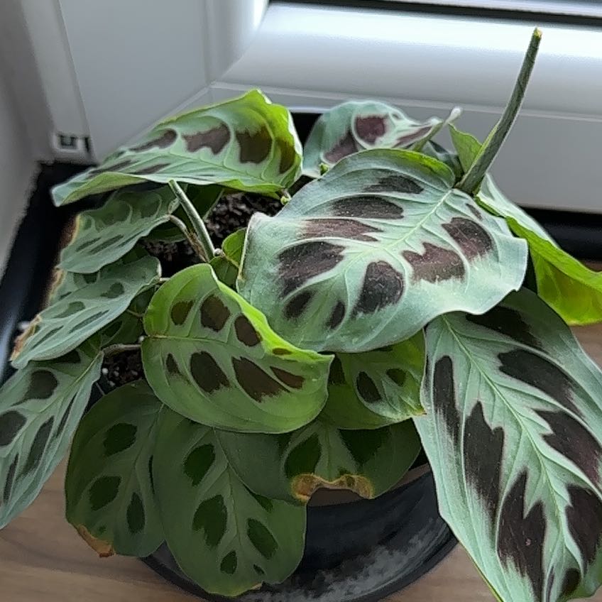 Photo of the plant species Prayer Plant 'Kim' by @WinEdelweiss88 named Dax on Greg, the plant care app
