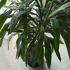 Photo of the plant species Spineless yucca by @WinEdelweiss88 named Terra on Greg, the plant care app