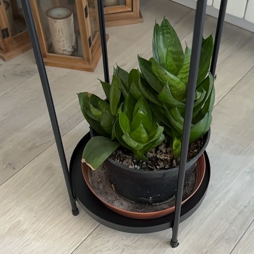 Photo of the plant species Snake Plant 'Hahnii Jade' by @WinEdelweiss88 named Treeyoncé on Greg, the plant care app