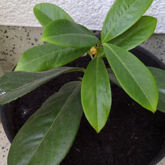 Photo of the plant species Azalea by @CozyPawpaw16 named Madonna on Greg, the plant care app