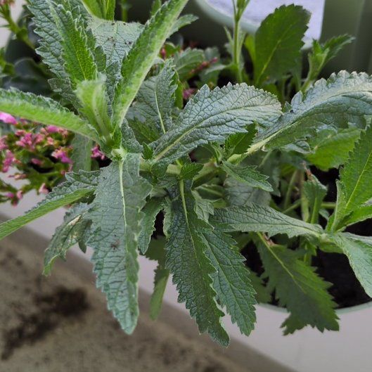 Photo of the plant species Tall Verbena by @CozyPawpaw16 named Gomez on Greg, the plant care app