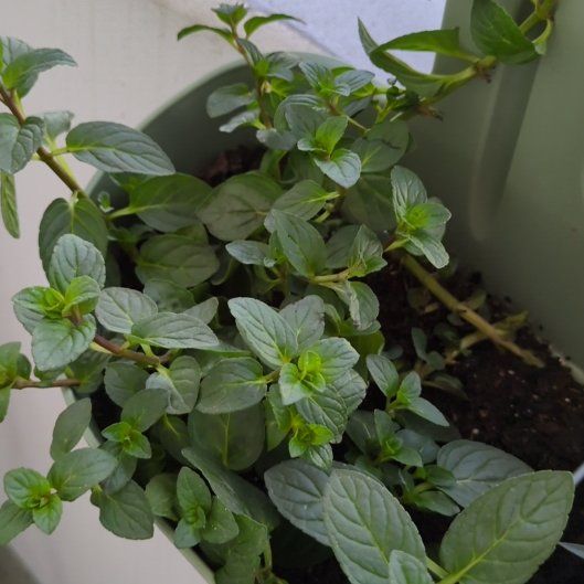 Photo of the plant species Peppermint 'Black Mitcham' by @CozyPawpaw16 named Robert Plant on Greg, the plant care app