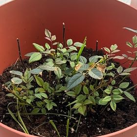 Photo of the plant species Small-Leaved Sweet Briar by @PrincessPansy36 named Ronaldo on Greg, the plant care app