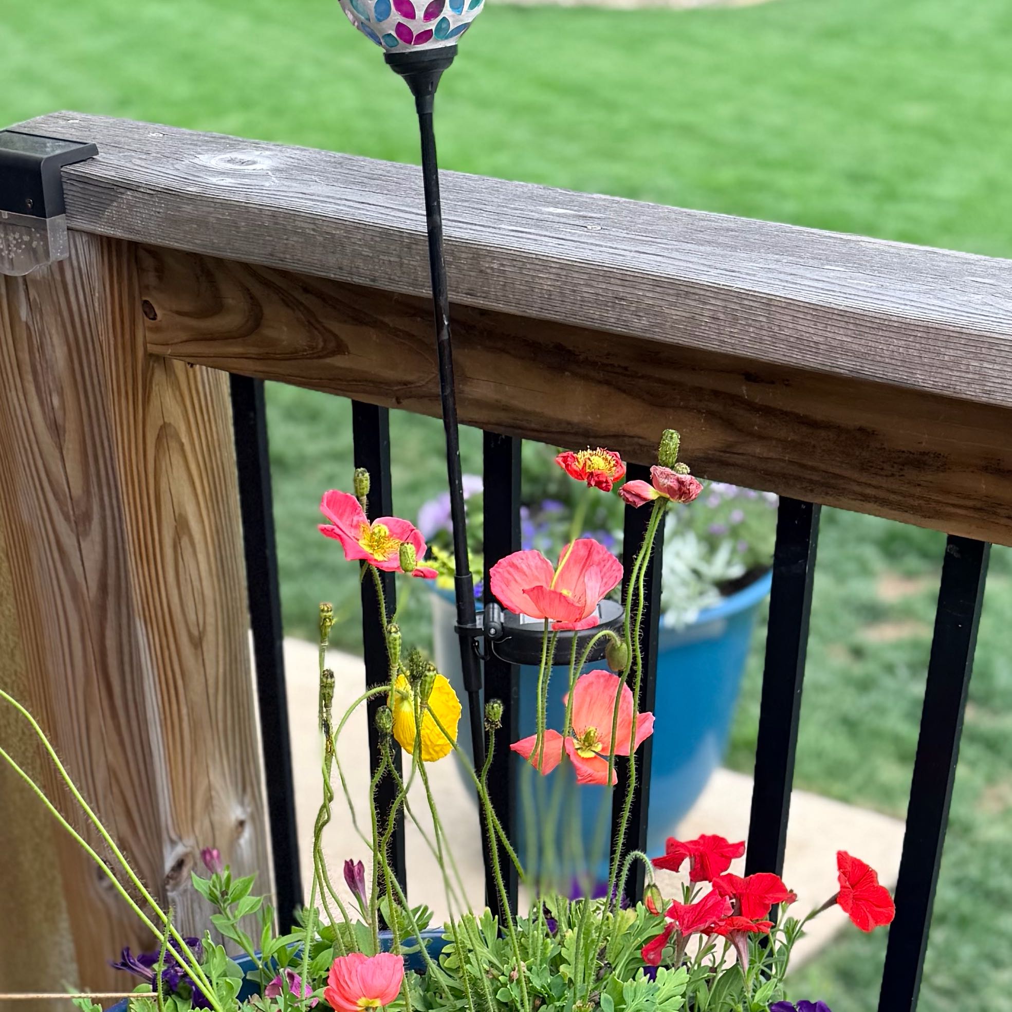 Photo of the plant species Opium Poppy by @FitMostii33 named Kardashian on Greg, the plant care app