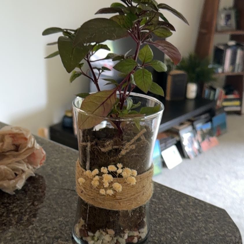Photo of the plant species Plum Dandy by @WillChards66 named Kodiak on Greg, the plant care app