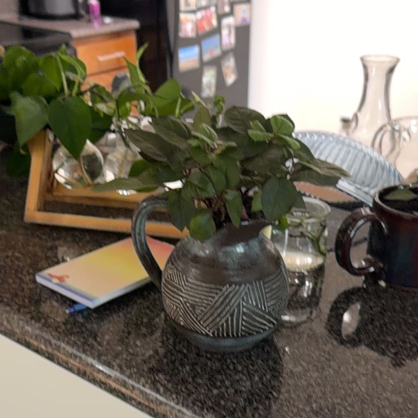 Photo of the plant species Plum Dandy by @WillChards66 named Winston on Greg, the plant care app
