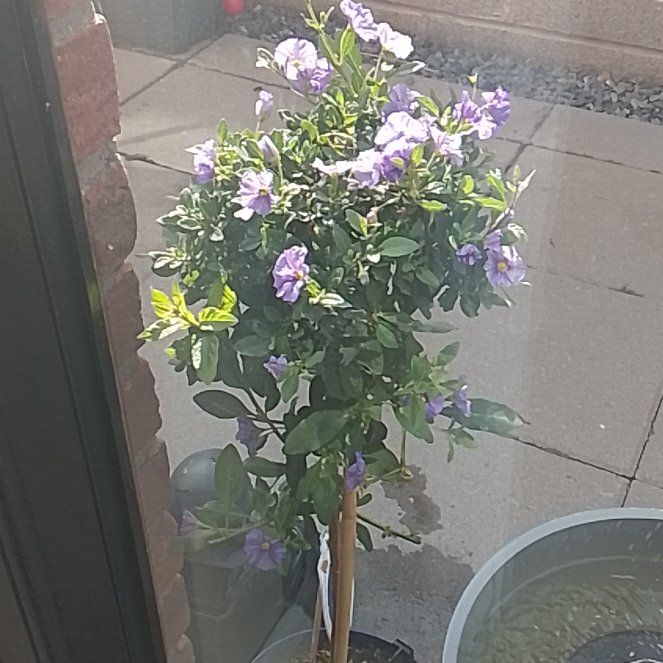 Photo of the plant species Paraguay Nightshade by @DinkumWhitesage named Homer on Greg, the plant care app