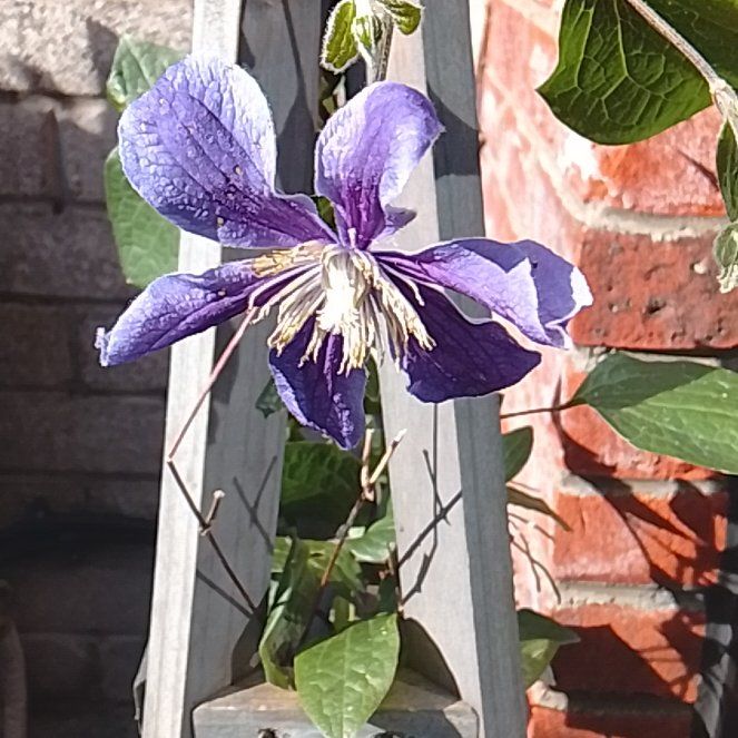 Photo of the plant species Italian Leather Flower by @DinkumWhitesage named Bieber on Greg, the plant care app
