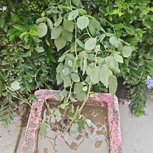 Photo of the plant species Blue Pea Vine by @SweetRainbow68 named Coco on Greg, the plant care app