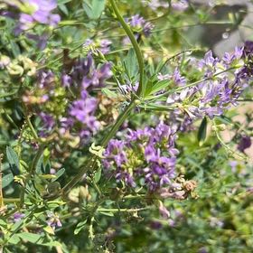 Photo of the plant species Alfalfa by @DandyNeslia25 named Nemo on Greg, the plant care app