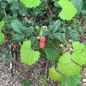 Photo of the plant species Muscadine Grape by @DandyNeslia25 named Hemingway on Greg, the plant care app