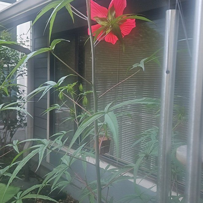 Photo of the plant species Scarlet Hibiscus by @SleekWinika85 named Harper on Greg, the plant care app