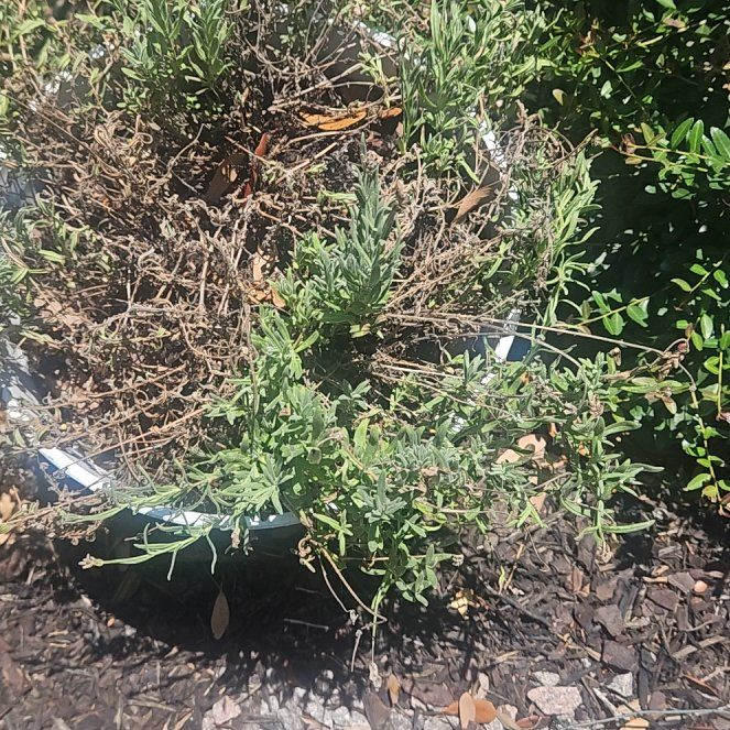Photo of the plant species Salt Heliotrope by @SleekWinika85 named Sherlock on Greg, the plant care app