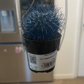 Photo of the plant species Kosmik Kaktus Asst. by @FinestRuby93 named Aristotle on Greg, the plant care app