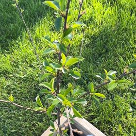 Photo of the plant species Sour Cherry by @FinestRuby93 named Mollie on Greg, the plant care app