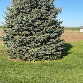Photo of the plant species Blue Spruce by @FinestRuby93 named Austen on Greg, the plant care app