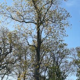 Photo of the plant species Shagbark Hickory by @FinestRuby93 named LiloStitch on Greg, the plant care app