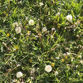 Photo of the plant species Blowball by @FinestRuby93 named Terra on Greg, the plant care app