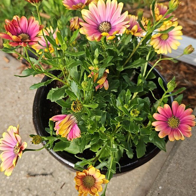 Photo of the plant species African Daisy by @IdolCacto55 named Maya on Greg, the plant care app