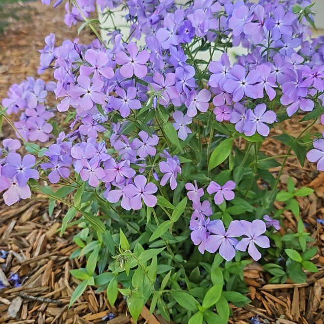 Photo of the plant species Wild Blue Phlox by @IdolCacto55 named Aria on Greg, the plant care app