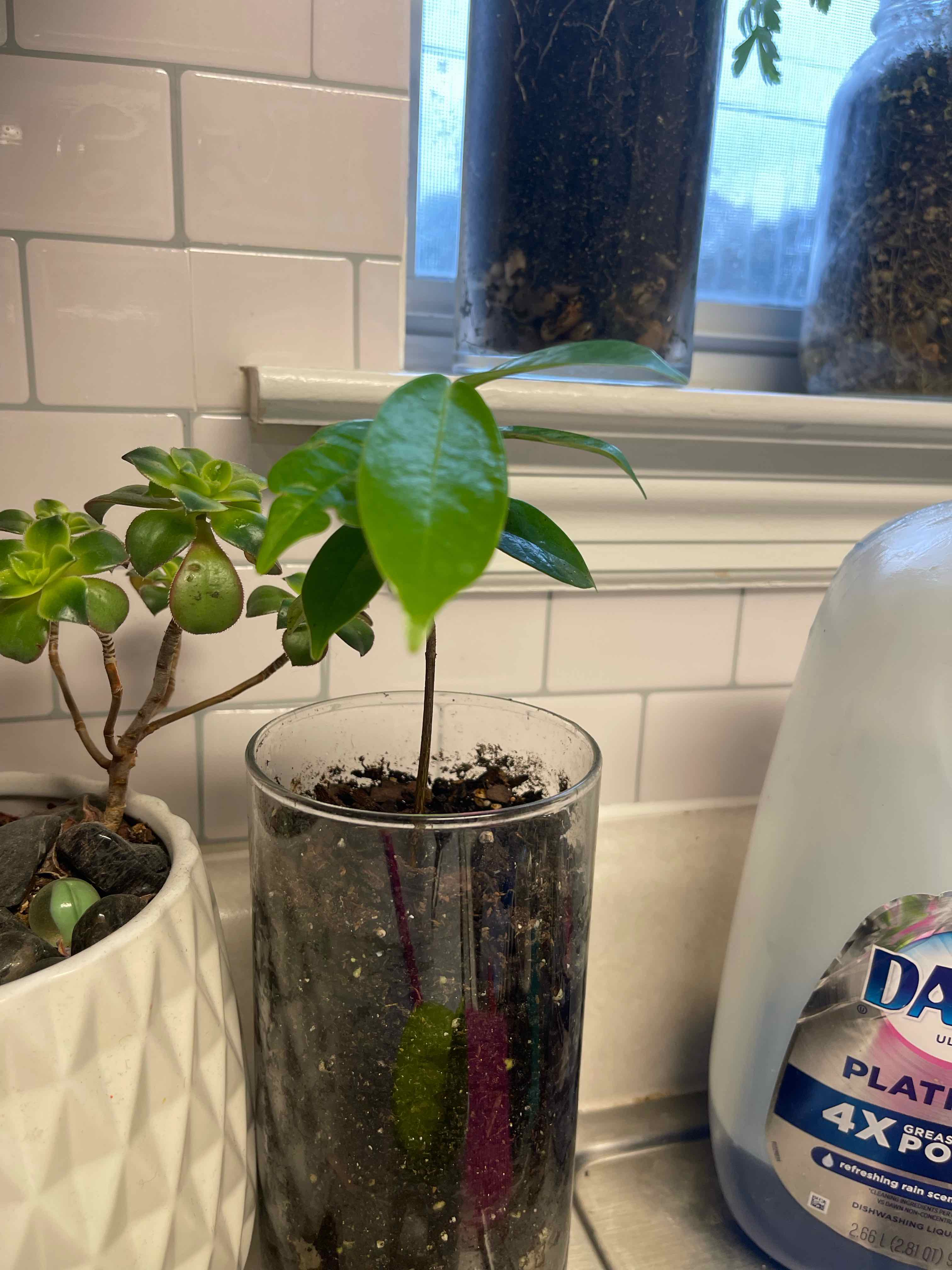 Young Soursop plant in a glass container with visible soil, placed on a kitchen counter.