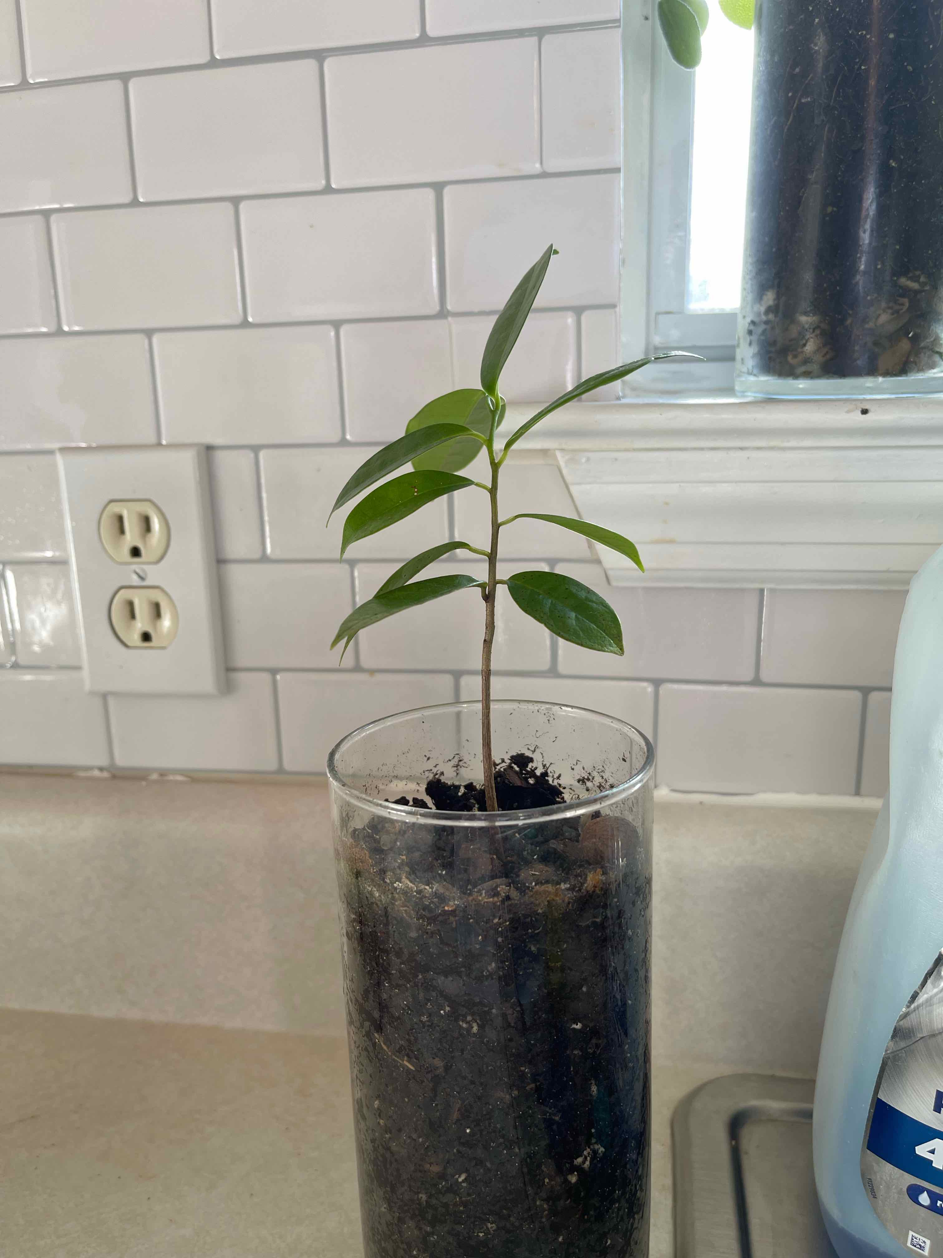 Young Soursop plant in a glass container with soil, green leaves, tiled wall background.