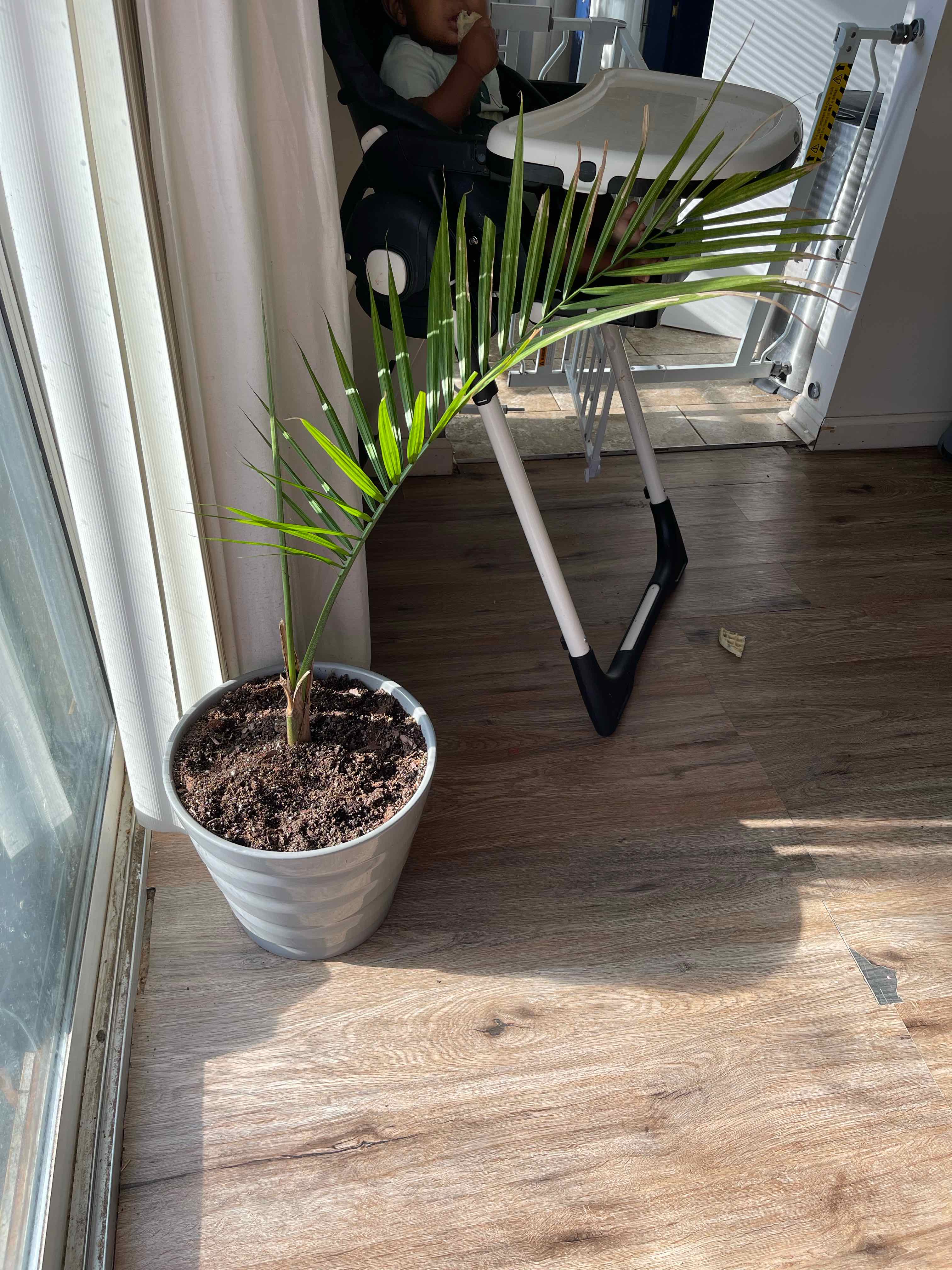 Young Canary Island Date Palm in a pot indoors near a window.