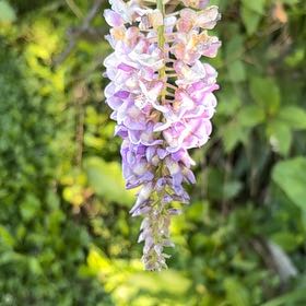 Photo of the plant species American Wisteria by @FruitfulBeech74 named Rainier on Greg, the plant care app