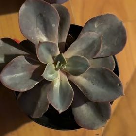 Photo of the plant species Echeveria Red Skye by @YeahGuzmania54 named Marley on Greg, the plant care app