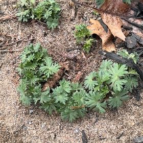 Photo of the plant species Bloody Geranium by @IconKowhai37 named Luna on Greg, the plant care app
