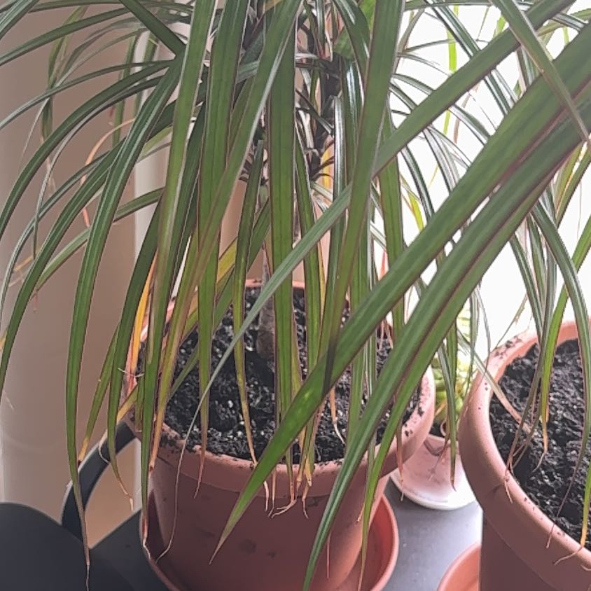 Photo of the plant species Dragon Tree by @DandyBlinks77 named Mollie on Greg, the plant care app