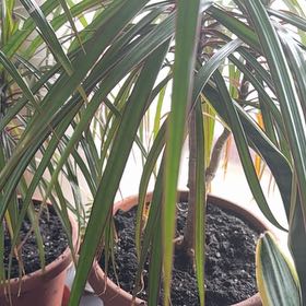 Photo of the plant species Dragon Tree by @DandyBlinks77 named Robert Plant on Greg, the plant care app