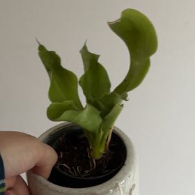 Photo of the plant species Snake Plant by @FreshSalal73 named James Dean on Greg, the plant care app