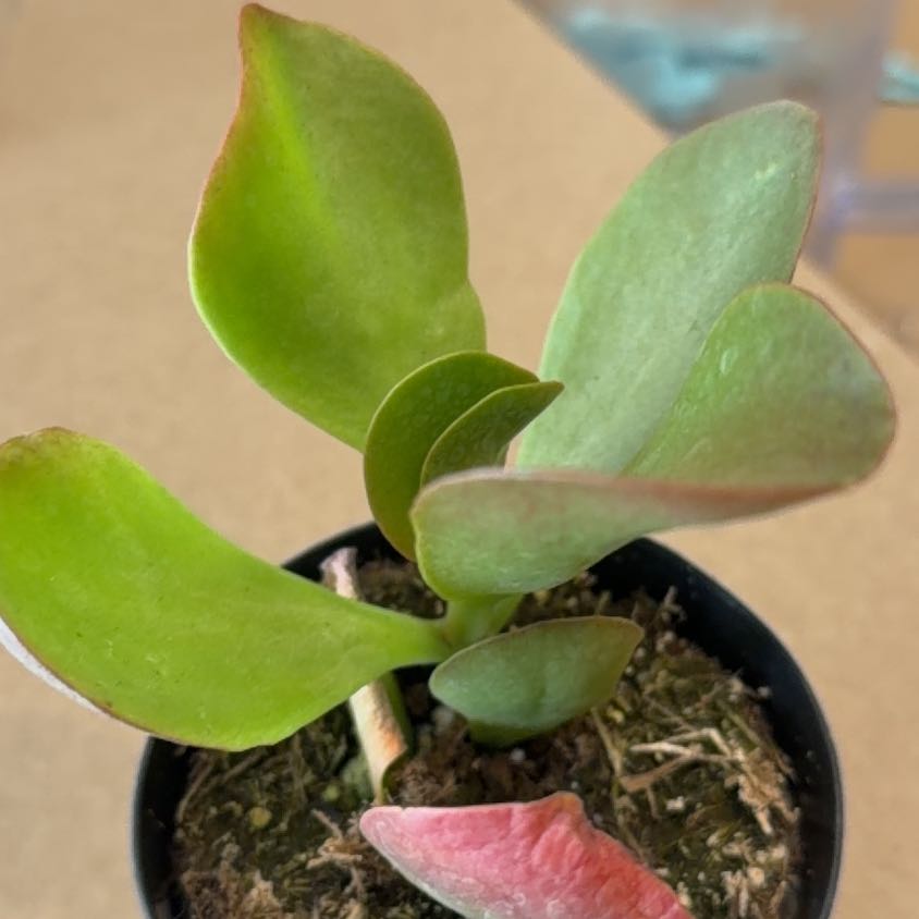 Photo of the plant species Kalanchoe 'Dragonfire' by @FineFuscia13 named Hamilton on Greg, the plant care app