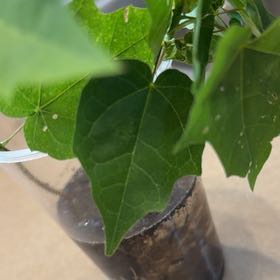 Photo of the plant species Sugar Maple by @FineFuscia13 named Madonna on Greg, the plant care app