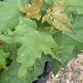 Photo of the plant species Norway Maple by @FineFuscia13 named Queen on Greg, the plant care app