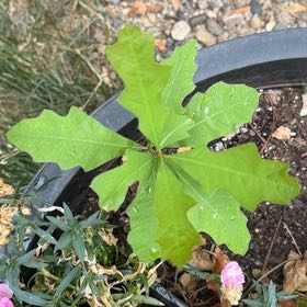Photo of the plant species White Oak by @FineFuscia13 named Luna on Greg, the plant care app