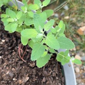 Photo of the plant species Lateflowering Goosefoot by @FineFuscia13 named Scarlett on Greg, the plant care app