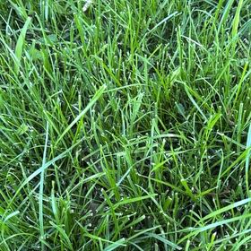 Photo of the plant species Kikuyugrass by @ProphetBonsai75 named Sherlock on Greg, the plant care app